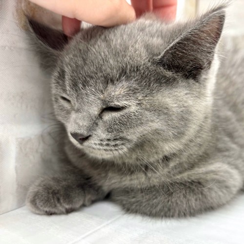 ブリティッシュショートヘア
