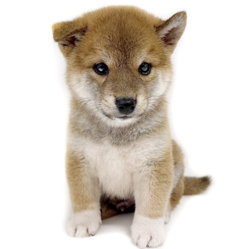 柴犬