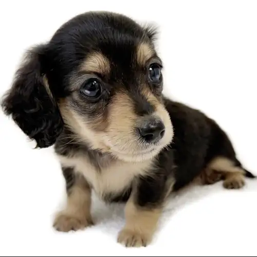 ミニチュア・ダックスフント