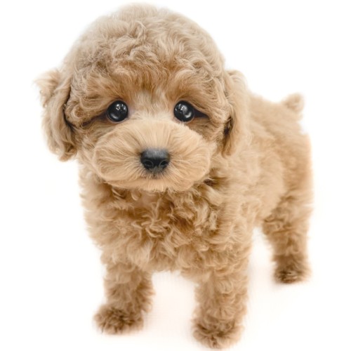 犬丸ページ 15.jpg