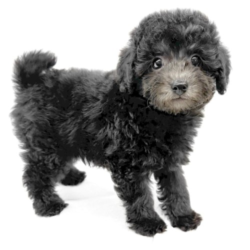 トイ・プードル