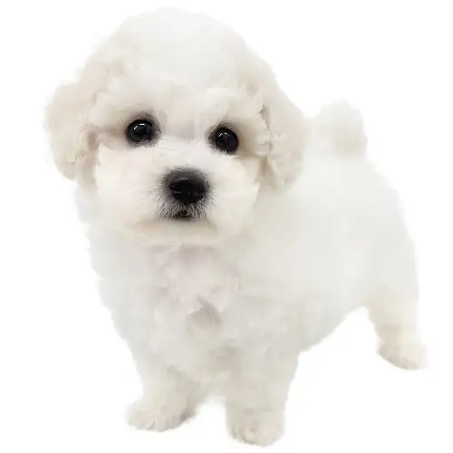 ビションフリーゼ