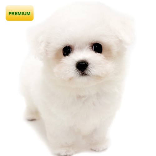 ビションフリーゼ