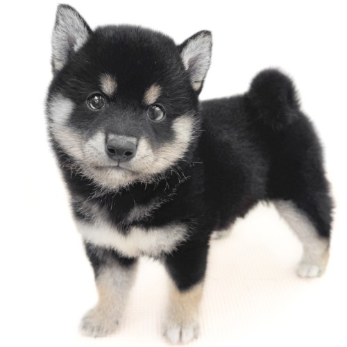 柴犬
