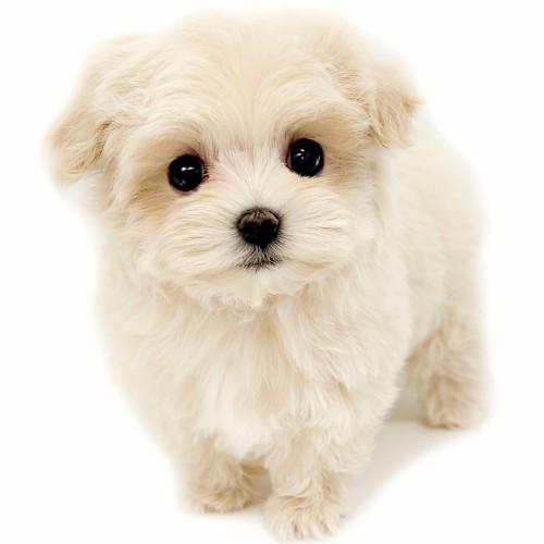 MIX（トイプードル×マルチーズ）