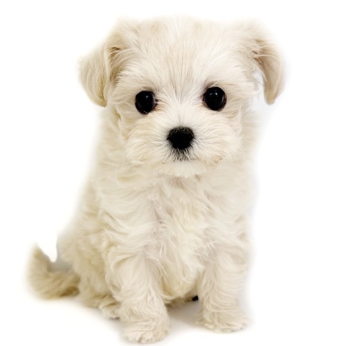 MIX（マルチーズ×トイプードル）