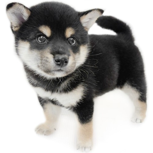 柴犬