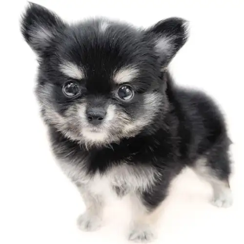 黒ねこ専用　パネル　チワワちゃん柄　45枚 9/3♡わんちゃん♡ブラックタンチワワ♡パネル♡ハンドメイド