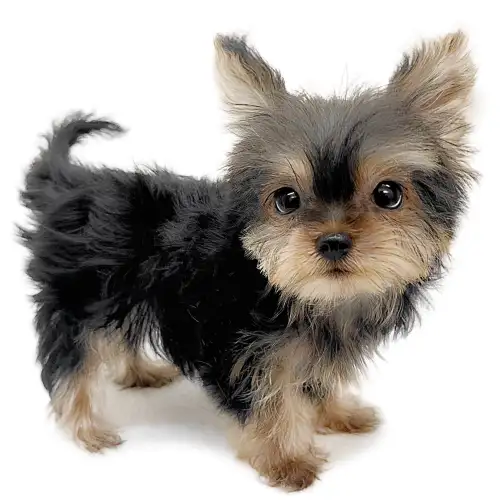 ヨークシャーテリア