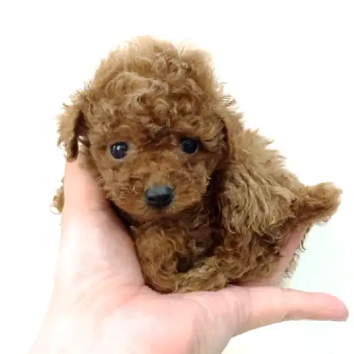 トイ・プードル