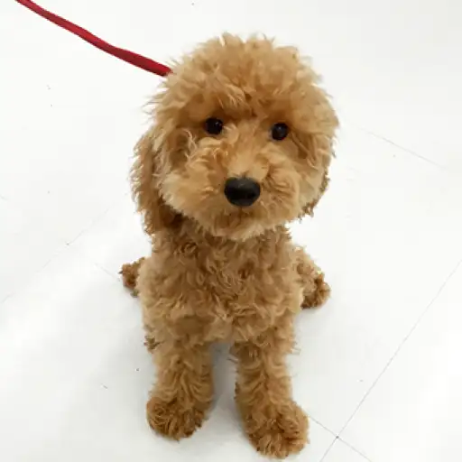 トイ・プードル