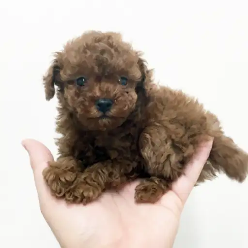 トイ・プードル