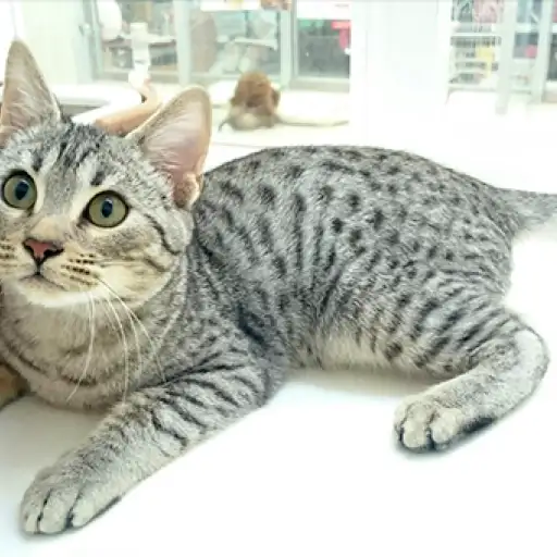 エジプシャンマウ