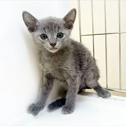 ロシアンブルー