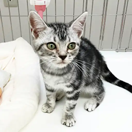 アメリカンショートヘア