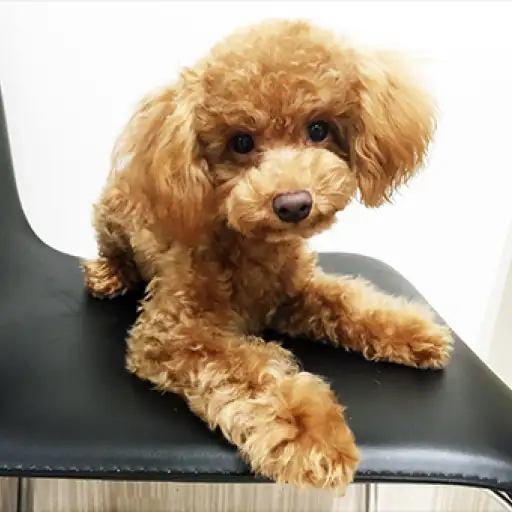 トイ・プードル