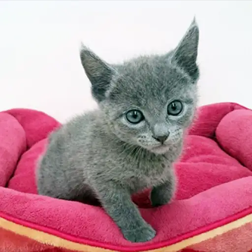 ロシアンブルー