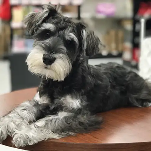 ミニチュア・シュナウザー