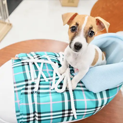 ジャックラッセルテリア