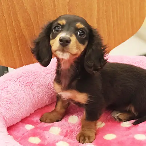 ミニチュア・ダックスフント