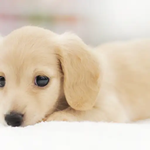 カニンヘン・ダックスフント