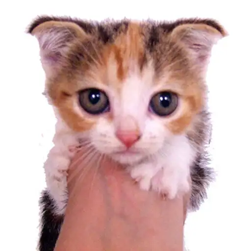 スコティッシュフォールド