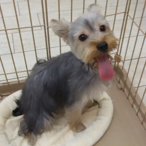 ヨークシャーテリア