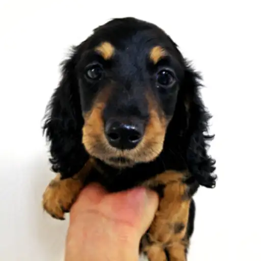 ミニチュア・ダックスフント