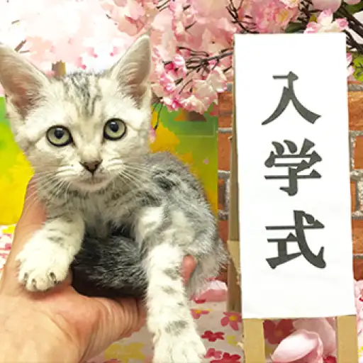 アメリカンショートヘア