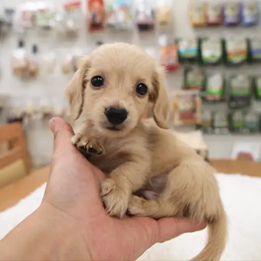 ミニチュア・ダックスフント