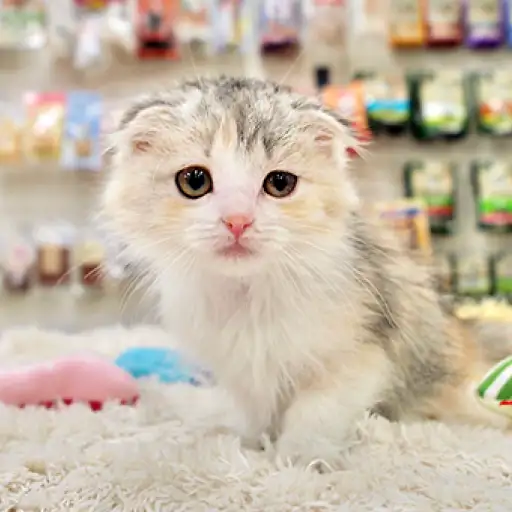 スコティッシュフォールド