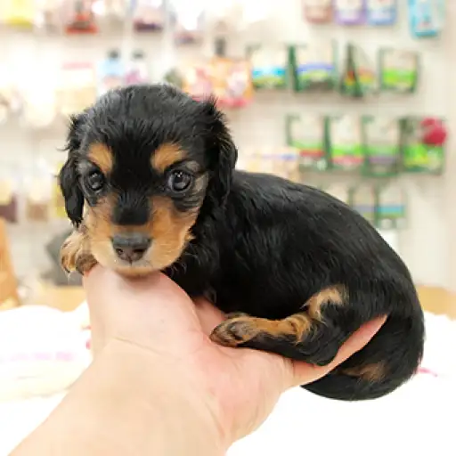 カニンヘン・ダックスフント