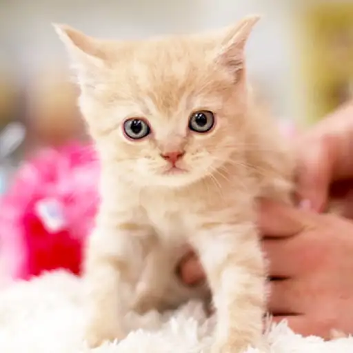 ブリティッシュショートヘア