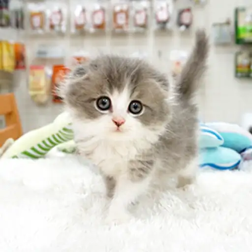 スコティッシュフォールド