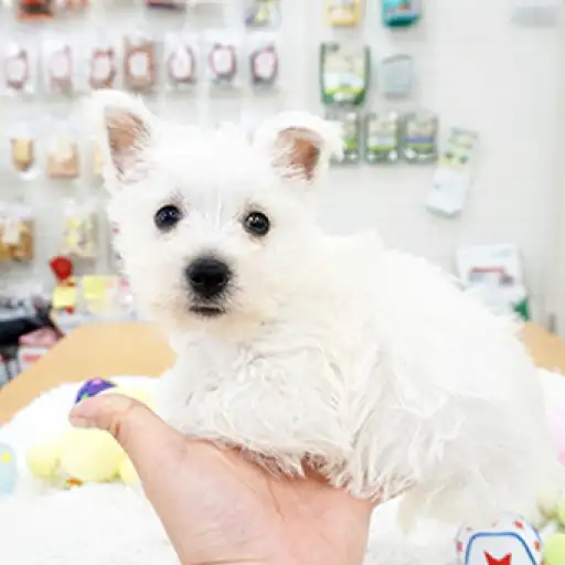 ウェストハイランドホワイトテリア