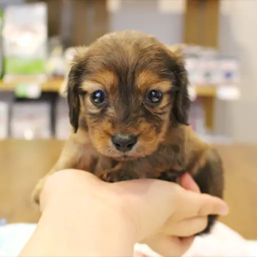 ミニチュア・ダックスフント