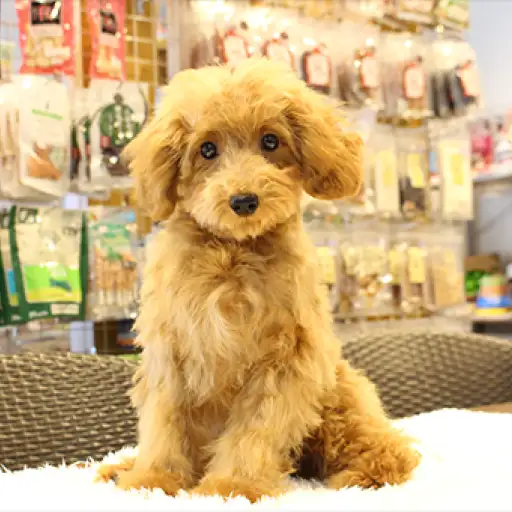 トイ・プードル