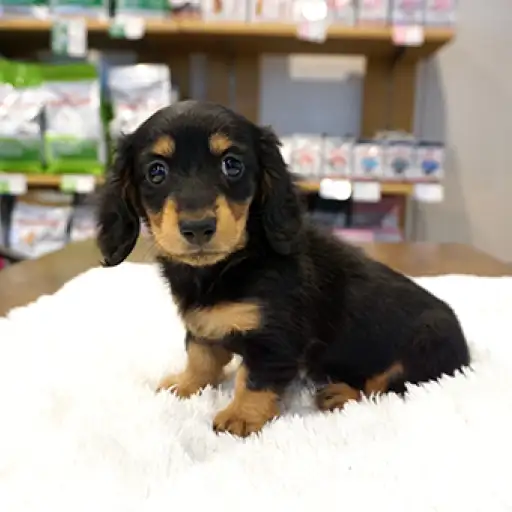 ミニチュア・ダックスフント