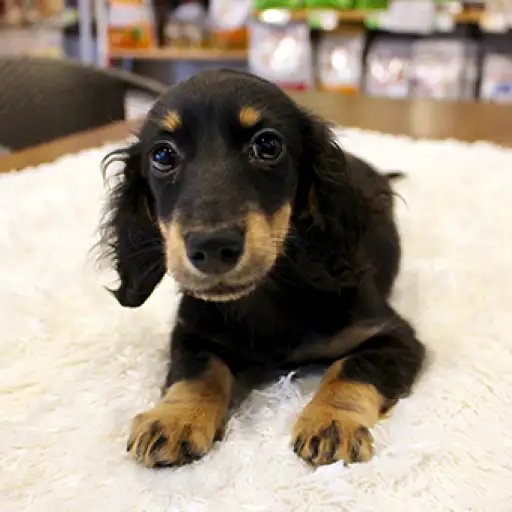 ミニチュア・ダックスフント