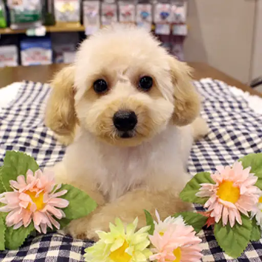 トイ・プードル