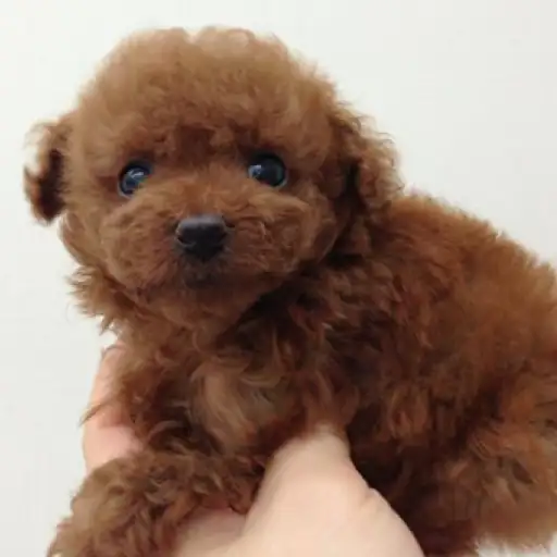 トイ・プードル