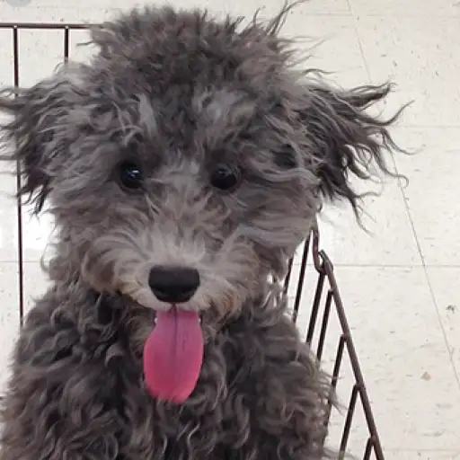 トイ・プードル