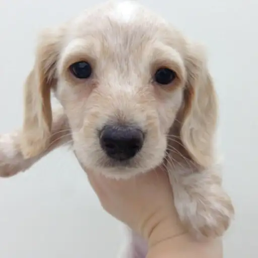 ミニチュア・ダックスフント