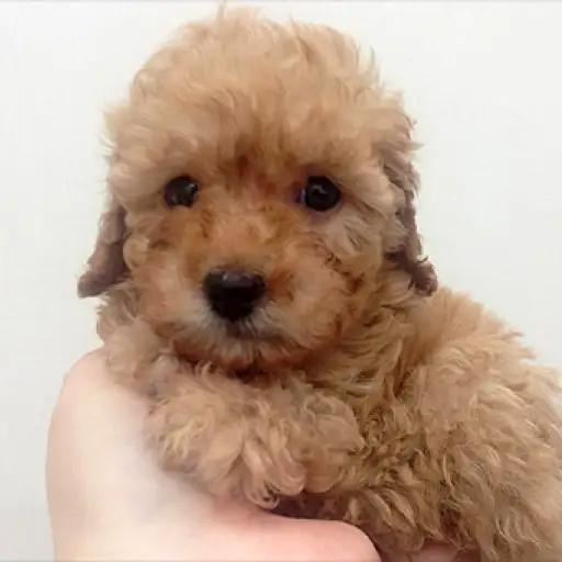 トイ・プードル