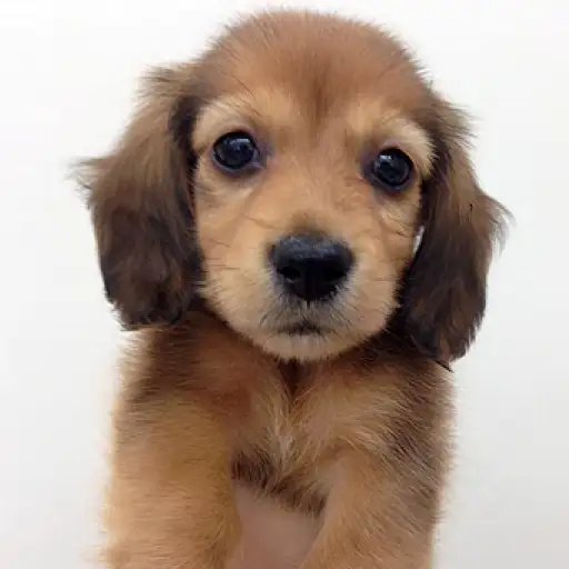 ミニチュア・ダックスフント