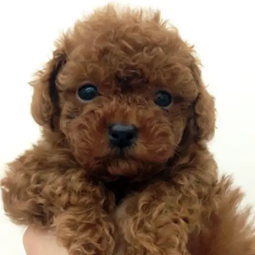 トイ・プードル