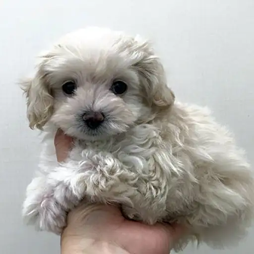 MIX（マルチーズ×トイプードル）