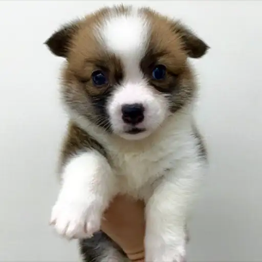 ウェルシュコーギーペンブローク