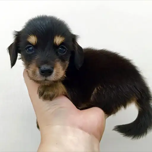 カニンヘン・ダックスフント