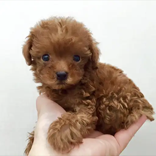 トイ・プードル